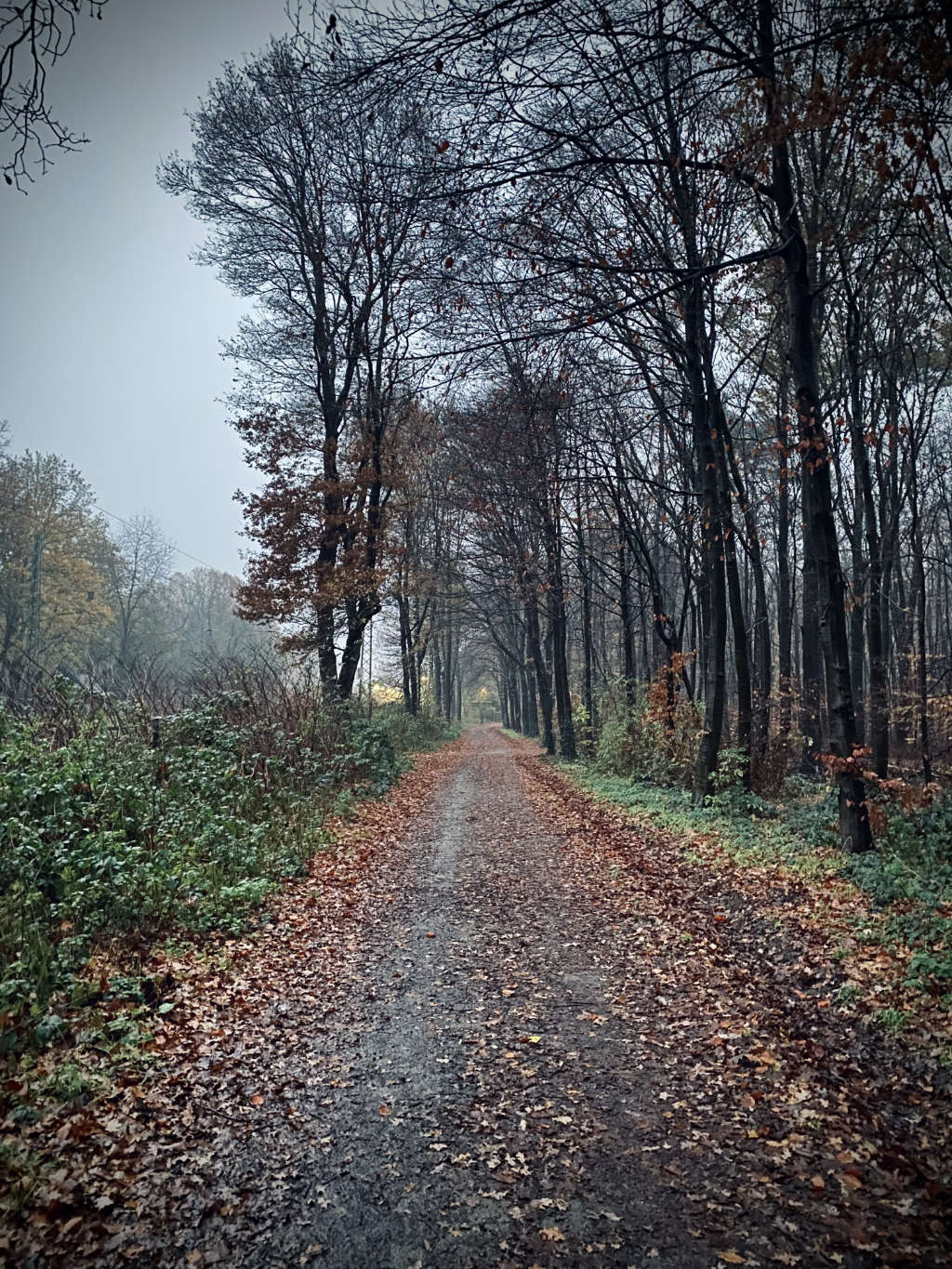 A photo I took in the morning, showing a path in the forest, trees to the left and the right, leaves on the ground.