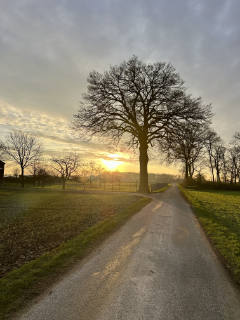 A field road ion the morning. Trees without leaves and green field with the morning sun in the back