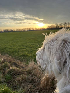 A green field in the morning with the rising sun in the back. In the right corner of the photo is a head of a white, furry dof