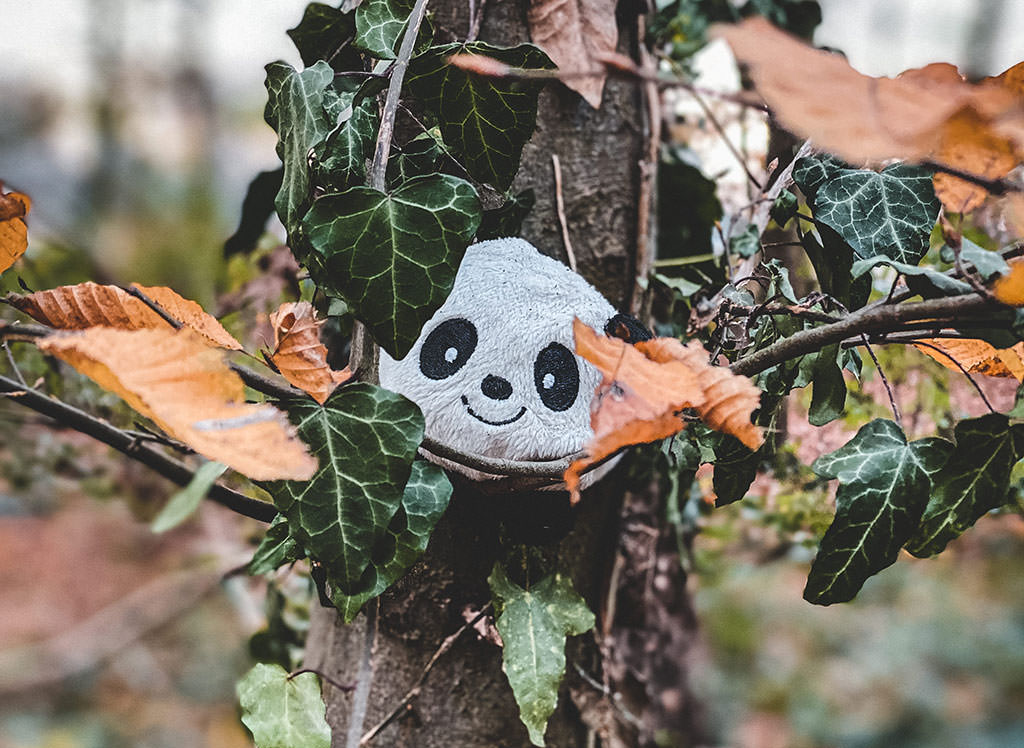 A photo I took in the morning, showing a cuddle toy panda placed on a tree in our forest.