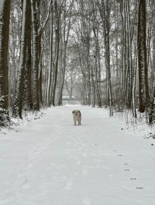 A photo taken in a forest with trees left and right and a mostly white dog right in the middle in front of you staring at you.