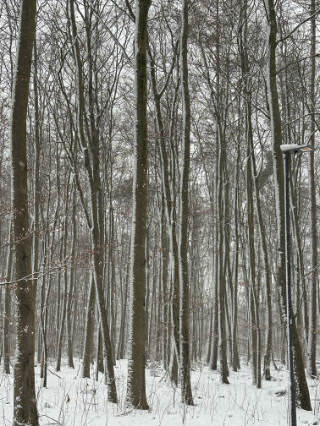 A photo with a lot of trees in the snow