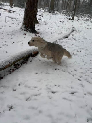 A mostly white dog in the snow jumping over a big branch