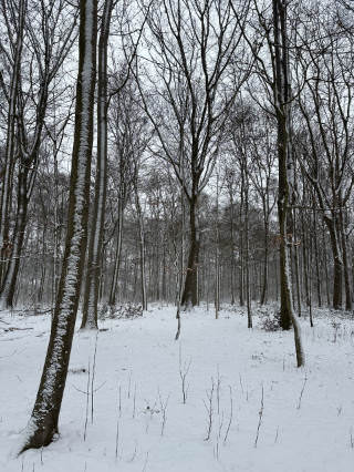 A winter scenery with snow in a forest. You can see trees and snow on the ground