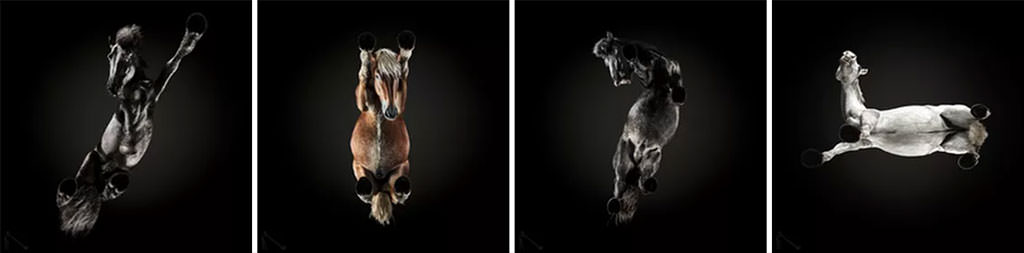 Photos of horses from underneath by Underlook.net